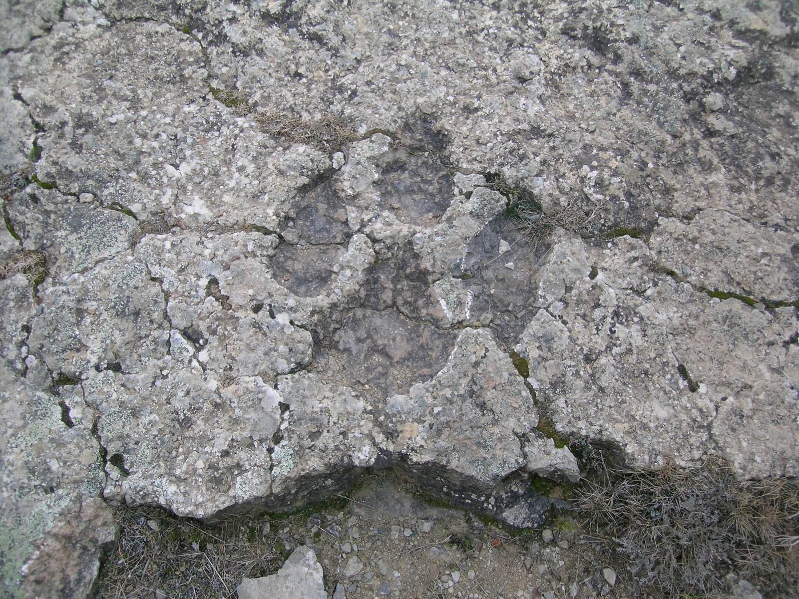 Huella de Dinosaurio